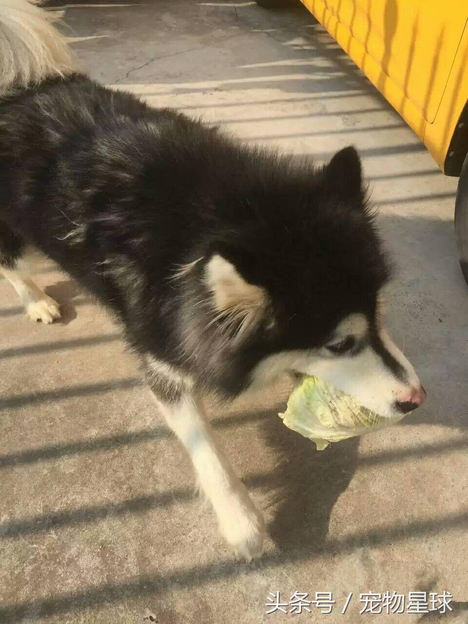 阿拉斯加中暑致死的症状,阿拉斯加生病死亡