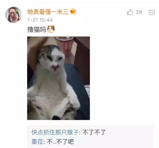 成都流浪猫割双眼皮后的图片,给流浪猫割双眼皮