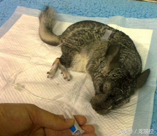 龙猫中暑一般要恢复多久,龙猫中暑解决视频