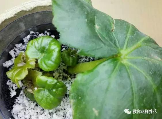 海棠到冬天叶片都掉光了,海棠到夏天就落叶