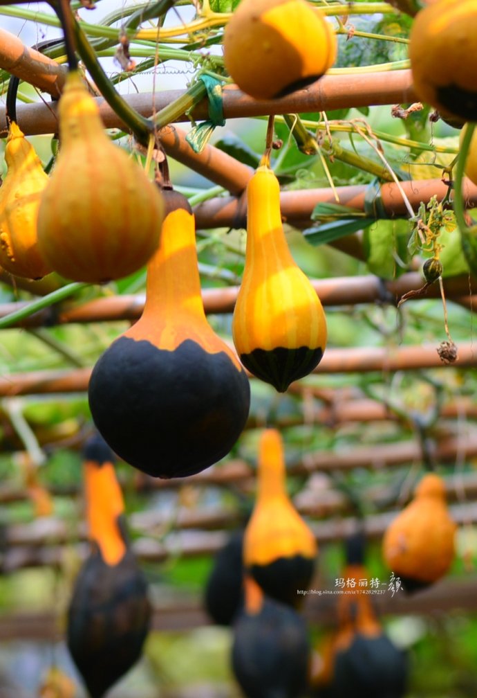 植物美图笔记~各种瓜（葫芦科植物）