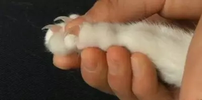 给孩子养猫怕被抓伤剪指甲,小孩被小猫咪抓伤了用打疫苗吗