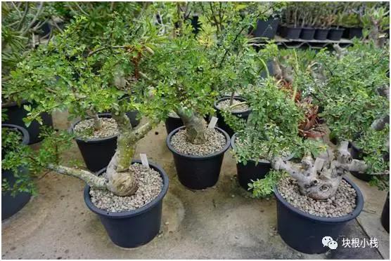 2019上海多肉展仙人球,2023泰国多肉展会直播