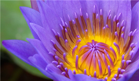 牡丹睡莲品种大全,蓝睡莲不开花