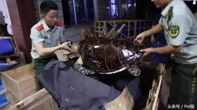 玳瑁壳跟乌龟壳是一样的吗,玳瑁是海龟的壳吗