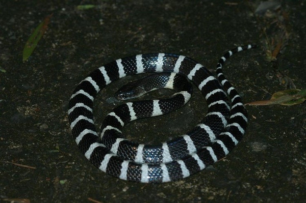 干货满满，在深山里面被毒蛇咬了怎么自救