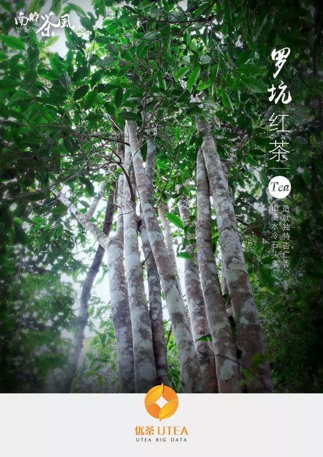 喝起来香醇浓厚的红茶,杏仁香古树红茶