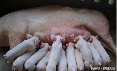 农民学养猪，母猪分娩前110-115天的症状（基础养猪学）