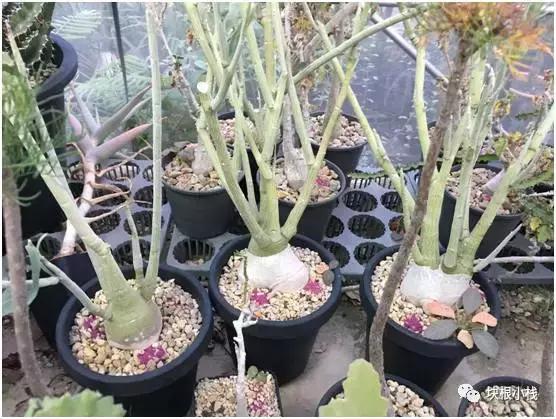 2019上海多肉展仙人球,2023泰国多肉展会直播