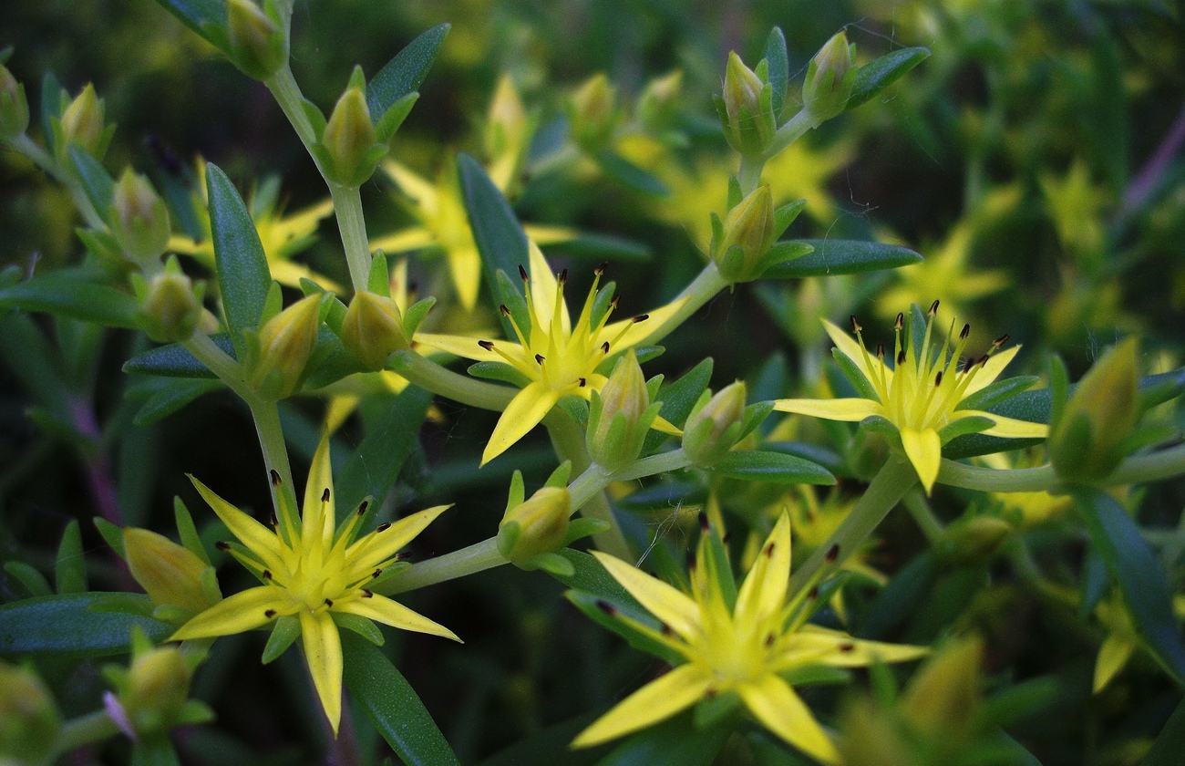 景天三七盆栽如何繁殖,景天三七养殖方法和注意事项
