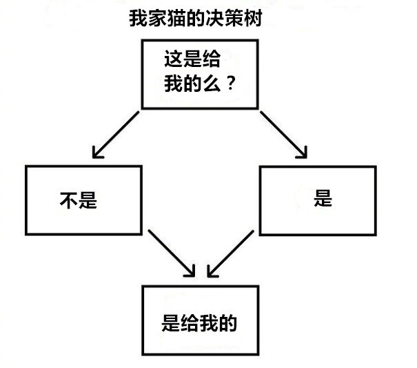 喵星人那些匪夷所思的瞬间,盘点喵星人的无语时刻合集