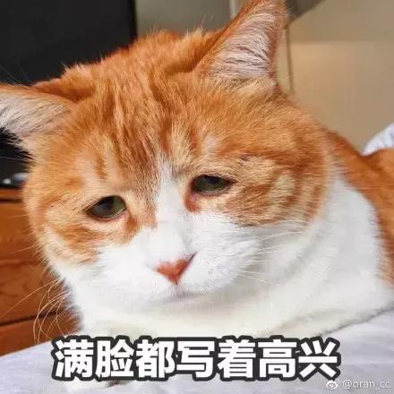 成都流浪猫割双眼皮后的图片,给流浪猫割双眼皮