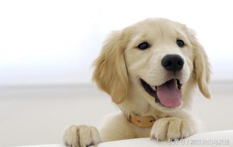 狗狗不爱吃饭的原因及处理方法,狗狗不爱吃饭怎么办吃什么药