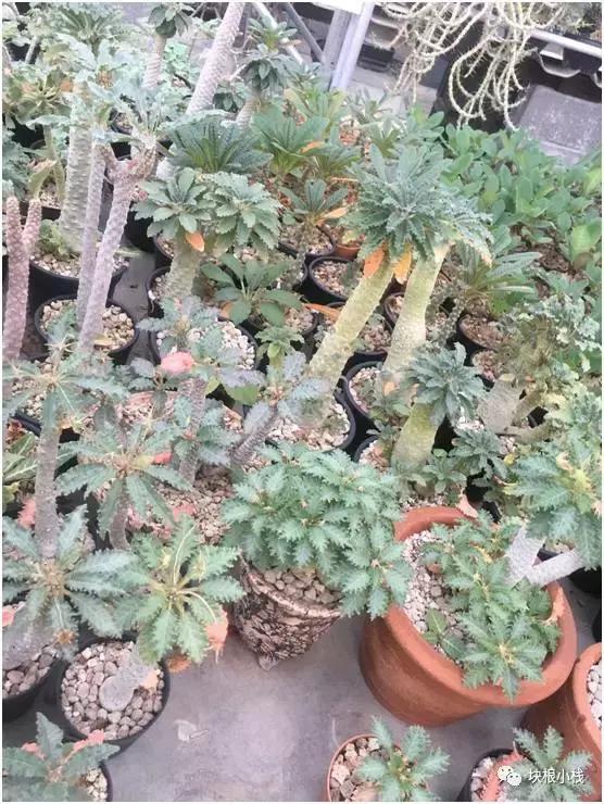 泰国多肉展会,仙人掌与多肉植物新品集粹