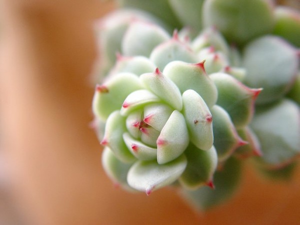 曾经很贵后面沦为普货的多肉,盘点贵到离谱的天价商品