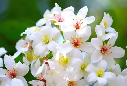 向日葵花语红玫瑰花语,蓝色妖姬的花语与红玫瑰花语