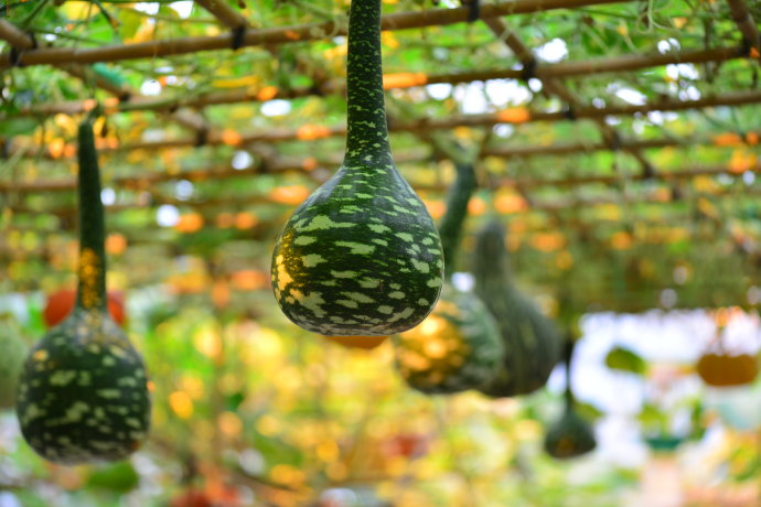 植物美图笔记~各种瓜（葫芦科植物）