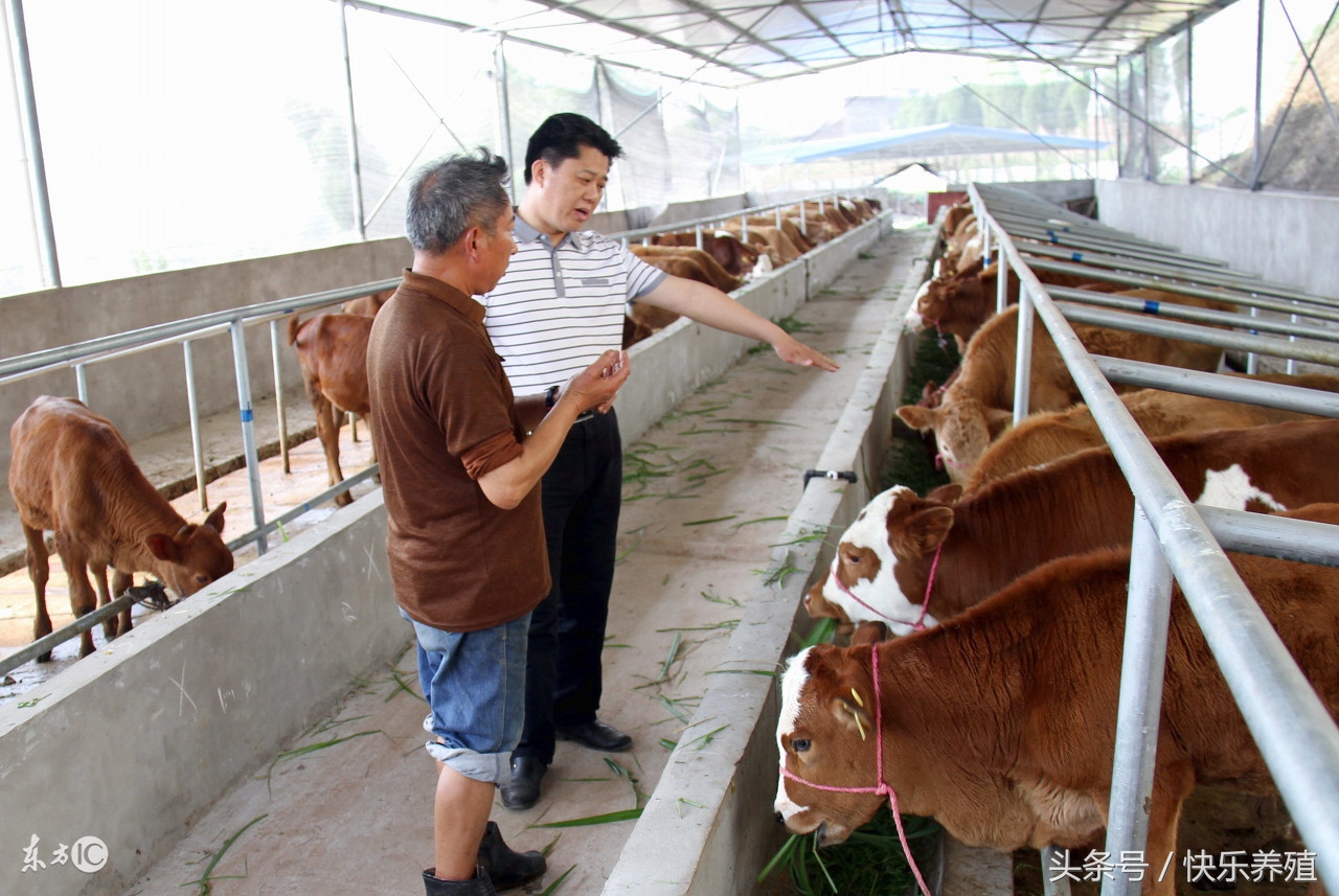 牛反刍时口有白沫是怎么回事,牛反刍吐草团口吐白沫