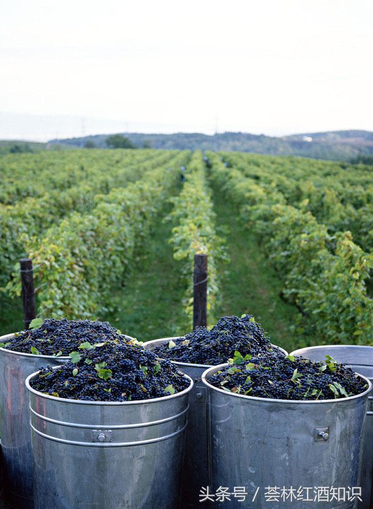 高质量意大利葡萄酒,意大利葡萄酒讲解视频