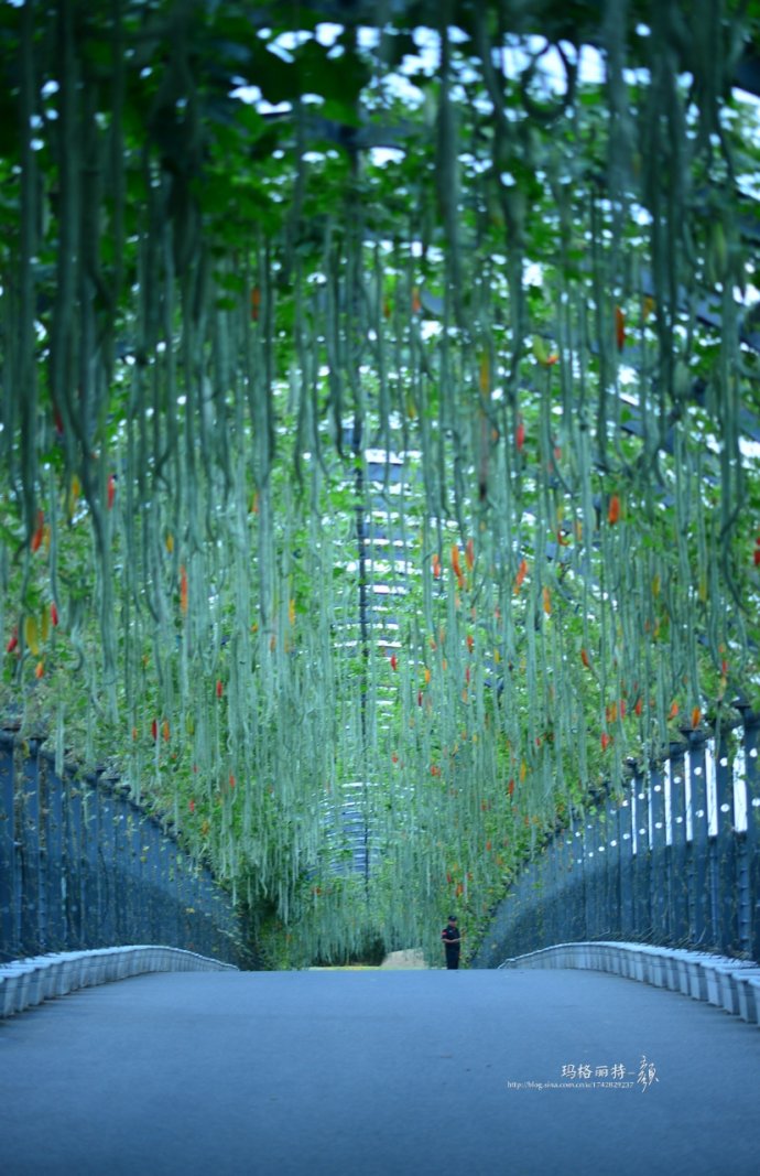 植物美图笔记~各种瓜（葫芦科植物）