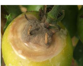 连绵不断的下雨天,露天西红柿怎么安全度过雨天