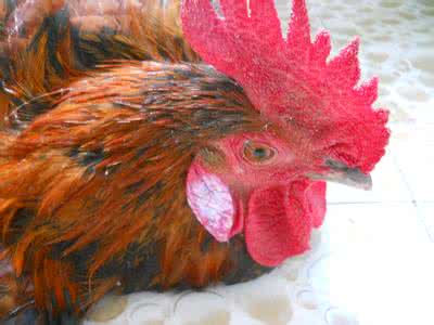 排排坐公开课完整版,排排坐公开课