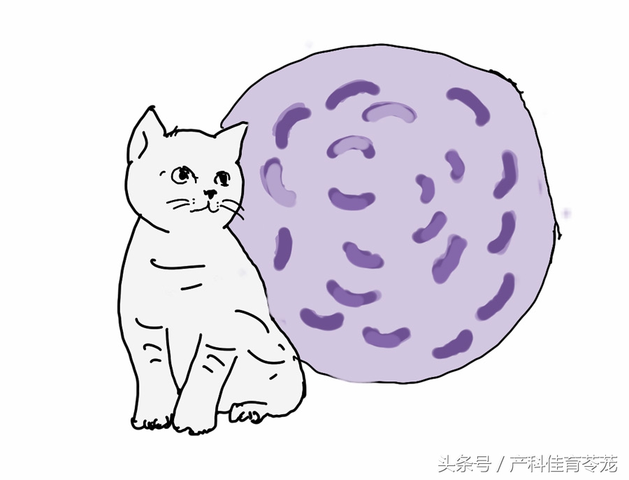 怀孕后可以养宠物吗,为什么怀孕不能养宠物