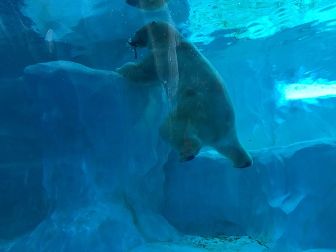 珠海长隆海洋王国游记作文,珠海长隆海洋王国一日游攻略