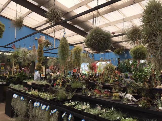 多肉植物澳大利亚墨尔本,墨尔本多肉