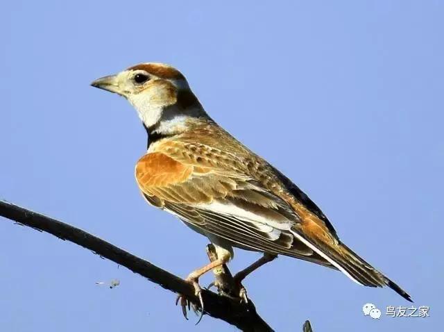 百灵鸟换毛期喂什么,百灵鸟换羽毛多长时间