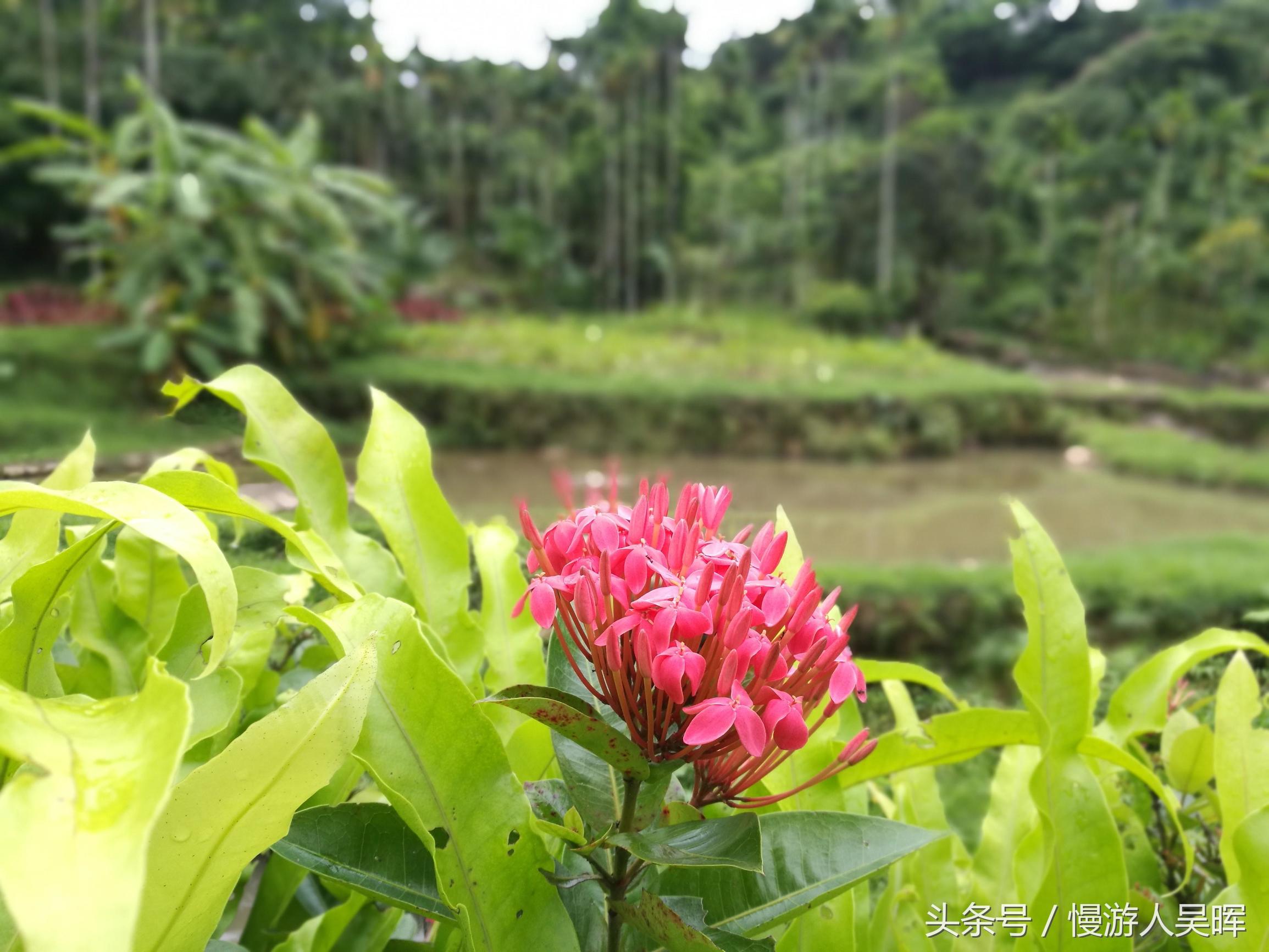 海南岛三亚和万宁哪个好玩 (海南三亚琼海自由行)