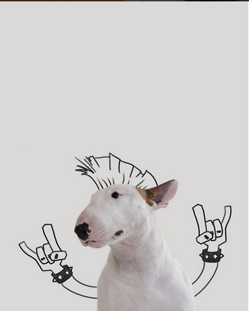 离婚后只剩爱犬陪伴，巴西男用插画证明牛头㹴的可爱