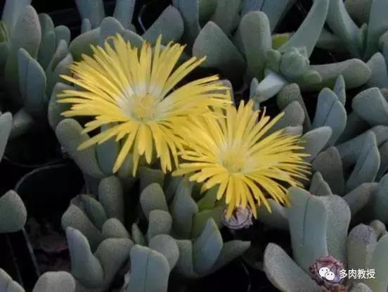 多肉开花会死的品种有哪些图片,多肉开花为什么会死