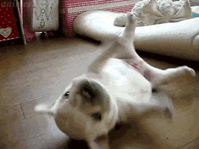 一梦谈狗：听说你喜欢法国斗牛犬，那你了解它么？