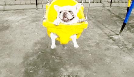 一梦谈狗：听说你喜欢法国斗牛犬，那你了解它么？