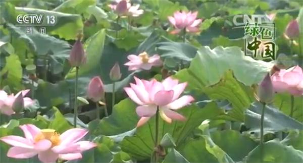 镇平万亩荷塘,镇平万亩荷塘博览园