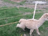 秘鲁神兽来袭,能给你的绝不只是表情包