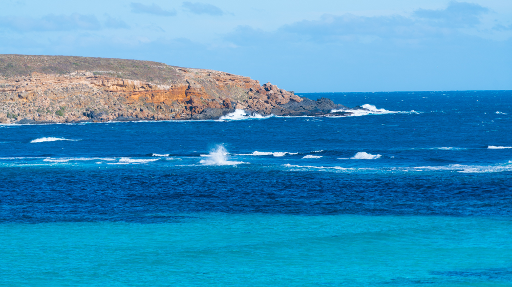 澳洲生蚝哪里最好,全球顶级生蚝多少钱一个