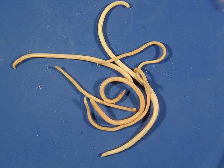 宠物狗常见疾病与防治方法,小狗常见的病害