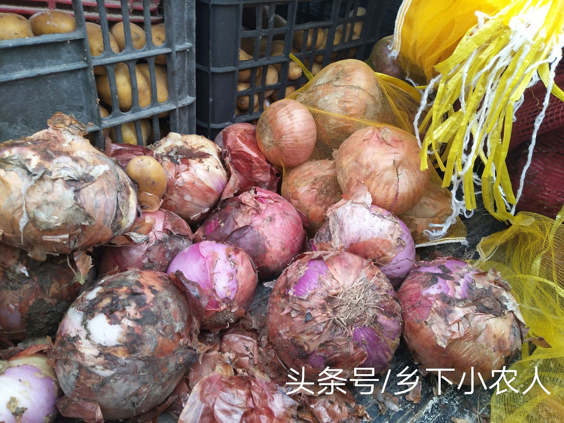 小伙摆摊卖葱一小时赚100元,农村小伙卖土豆