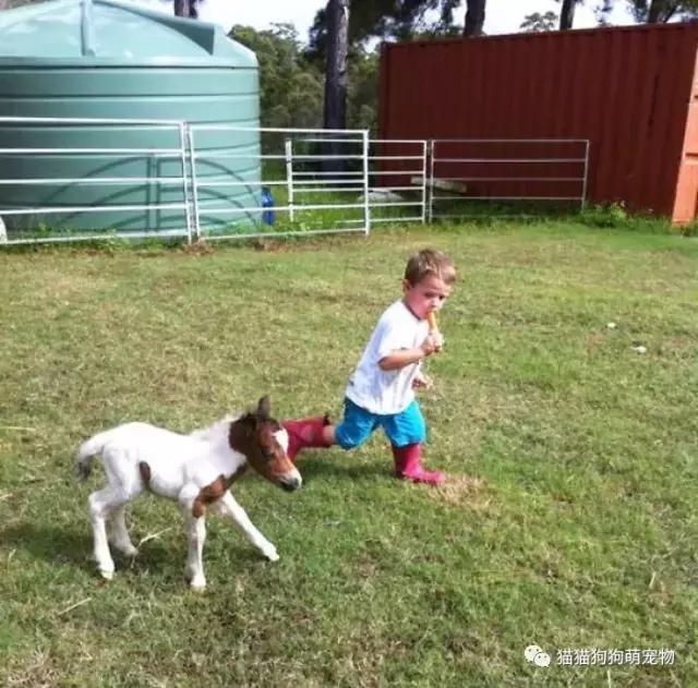 这些小巧可爱的迷你马