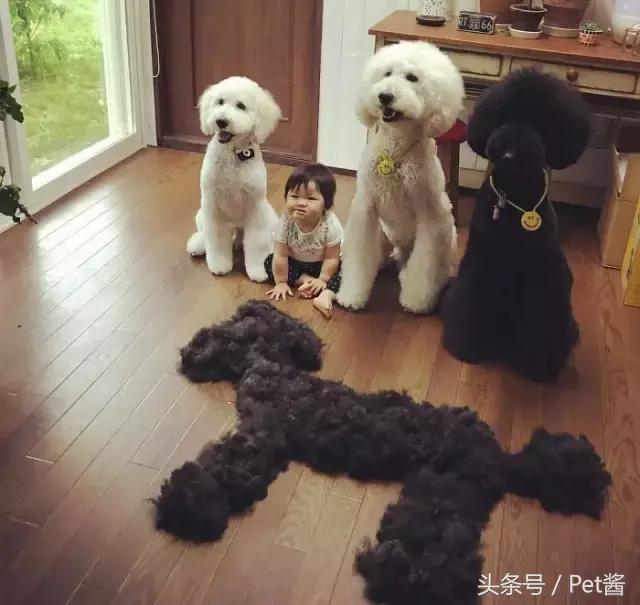 两个月的巨型贵宾犬,七个月大的巨型贵宾犬