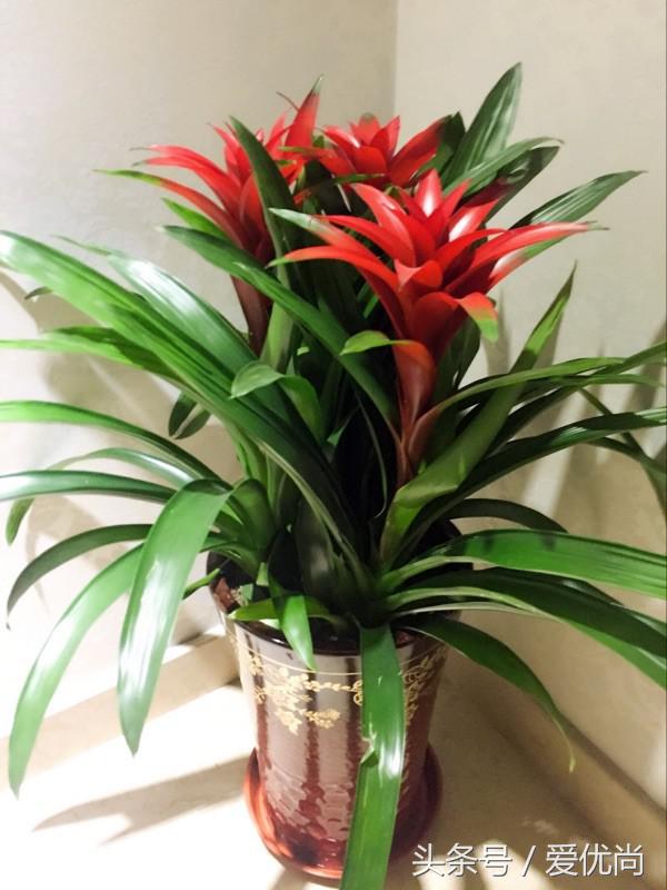 开业乔迁，吉利有寓意的盆栽有哪些？