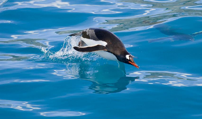 企鹅号快速运营方法,企鹅号如何吸粉增加流量