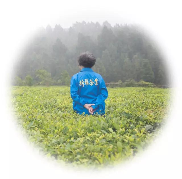腾冲“茶妈妈”：茶的淡泊，也是人的淡泊
