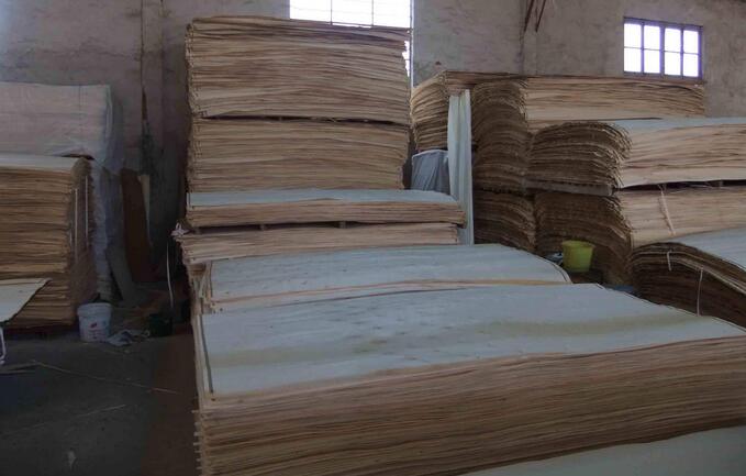 桉木单板和杨木单板区别,杨木品种和木质介绍