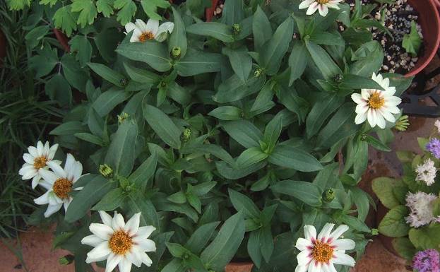 夏天必种花期长的草花,耐阴又好养的四季开花的草花