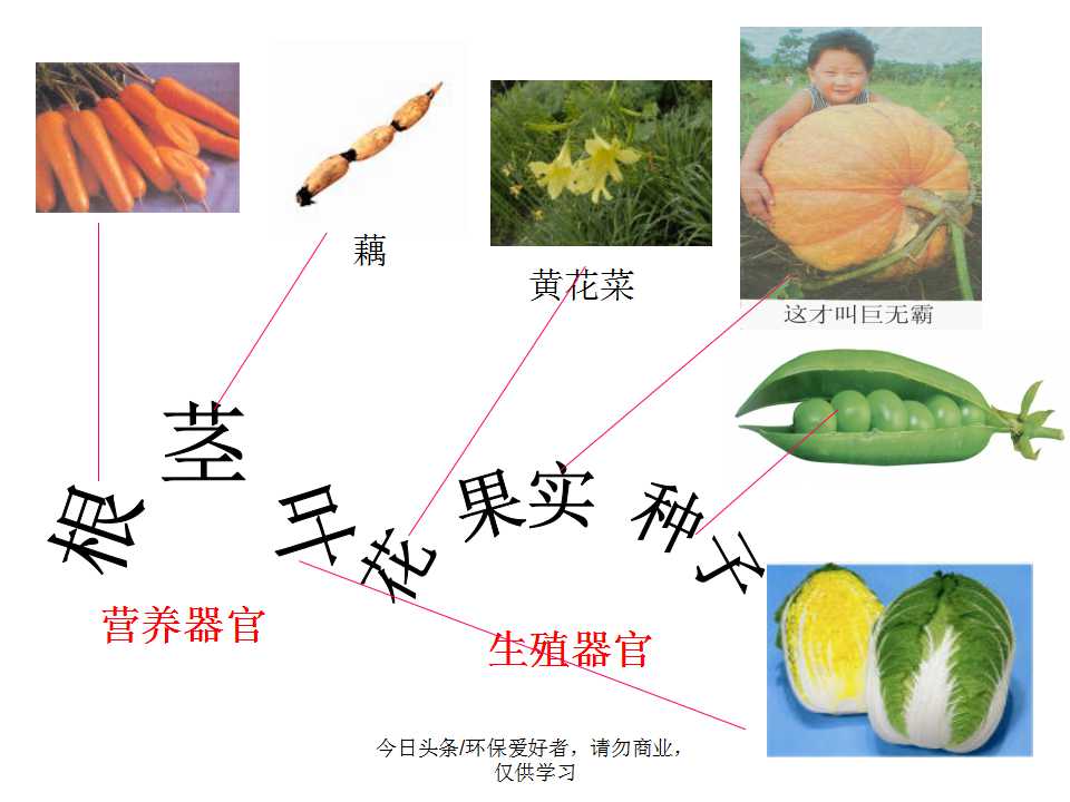 认识植物从身边开始,认识植物的根茎叶各个部分