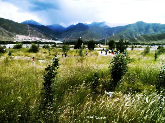 奥古斯都,August的格桑花秘境：我养你！带你去*藏西**啊！