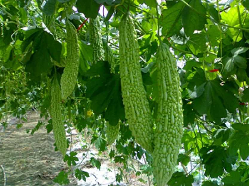 苦瓜种植旁边的菜发苦,苦瓜怎么种植不苦